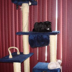 Armakat 6 ft cat tower/condo