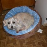 Bow Wow Pet Dog Bed