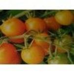 Sun Gold Cherry Tomato Seeds (Burpee)